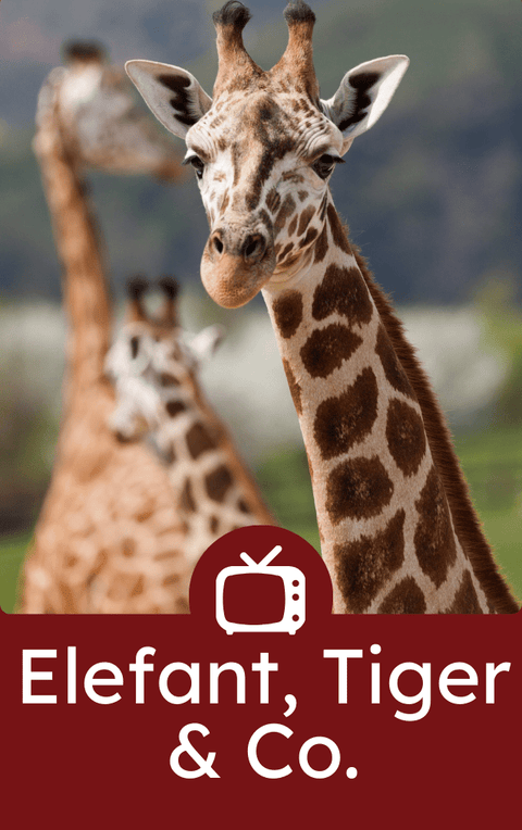 Elefant, Tiger und Co. - family.cards